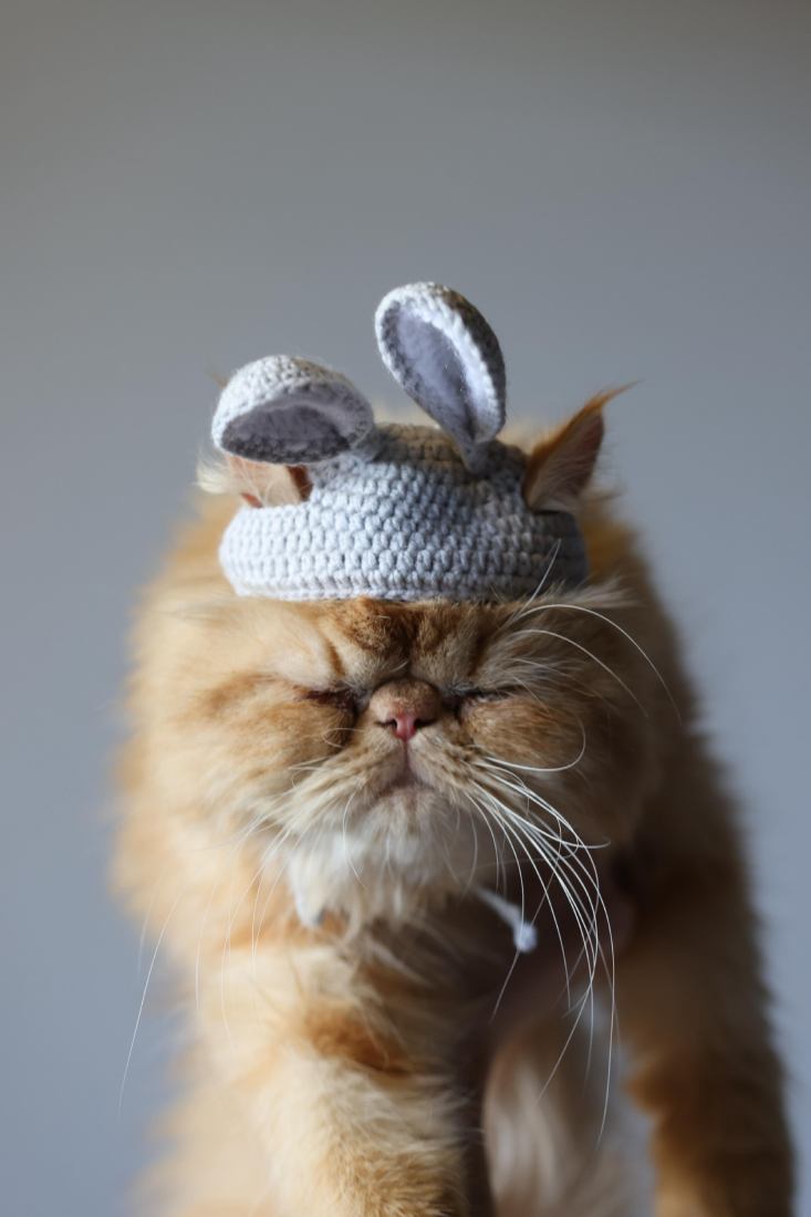 el yapımı kedi şapkası el yapımı kedi şapkası