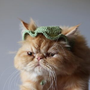 el yapımı kedi şapkası yeşil